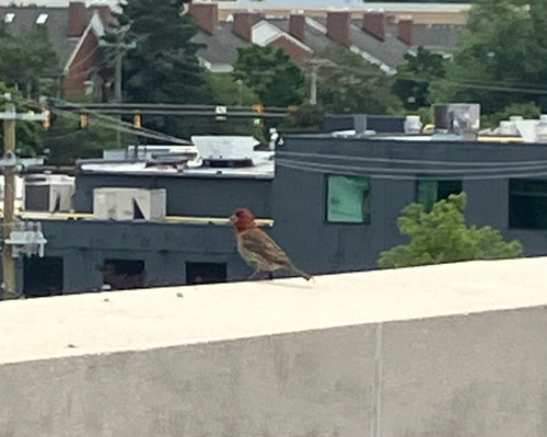 House Finch