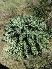 Cirsium fontinale obispoense