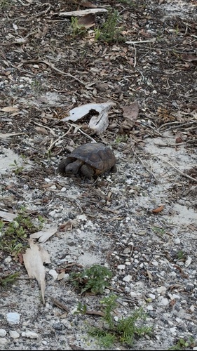 Gopher Tortoise