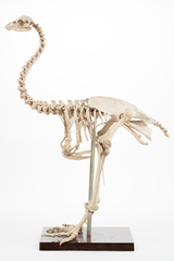 Dinornithiformes