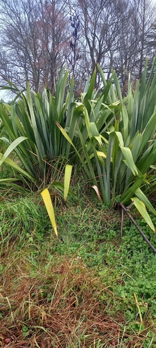 New Zealand flax