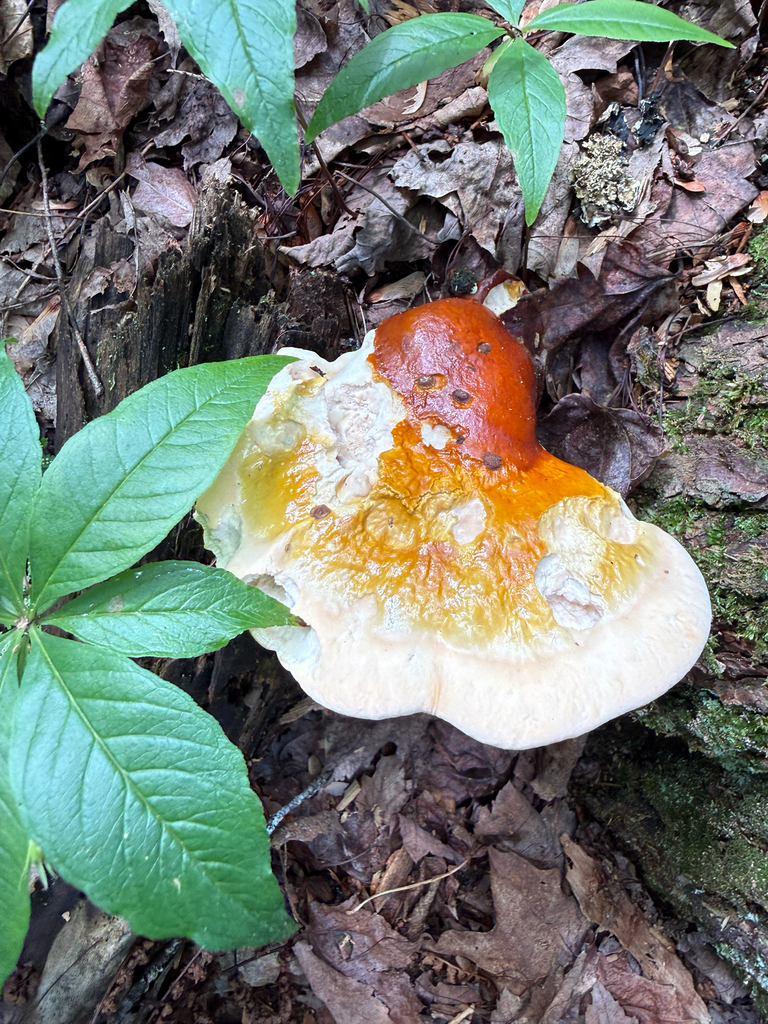 hemlock varnish shelf · June 2026 · photo: Photo: (c) Brandon Corder, some rights reserved (CC BY) · iNaturalist