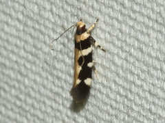 Macrobathra bigerella