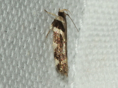 Macrobathra bigerella