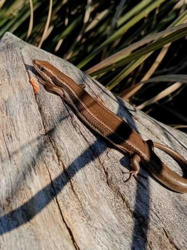 Paraguay White-lined Skink