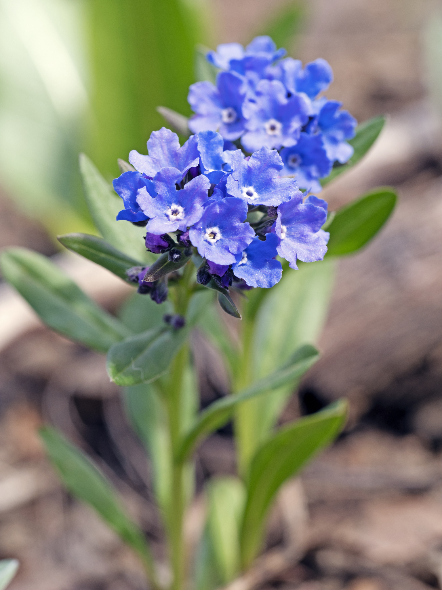 Mertensia brevistyla