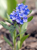 Shortstyle Bluebells - Photo (c) maticus, some rights reserved (CC BY-NC), uploaded by maticus