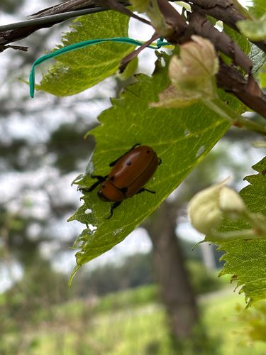 iNaturalist observation photo of Grapevine Beetle