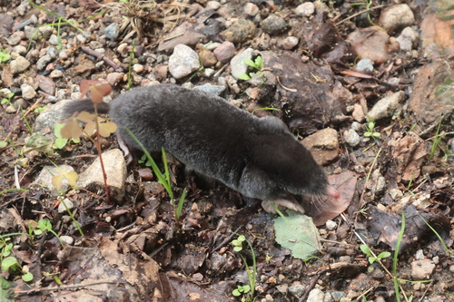 Hairy-tailed Mole, photo 4 of 10