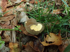 Xerocomellus cisalpinus