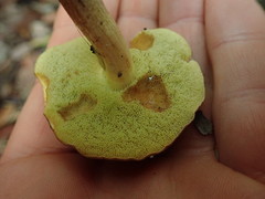 Xerocomellus cisalpinus