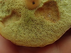 Xerocomellus cisalpinus