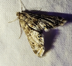 Petrophila confusalis