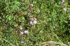 Mimosa debilis