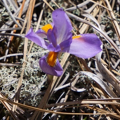 Iris verna