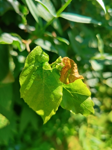 Contarinia fagi
