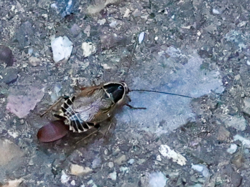 Forest Cockroach