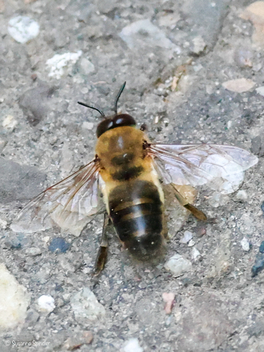 Western Honey Bee
