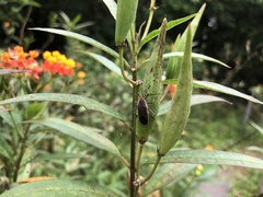 Thunbergia marginata