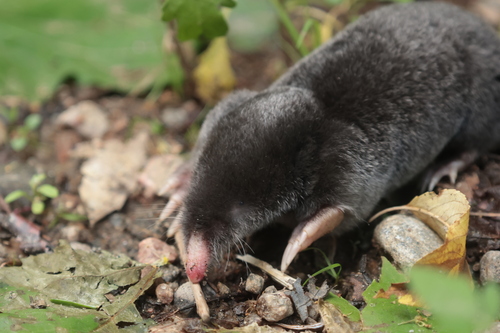 Hairy-tailed Mole, photo 3 of 10