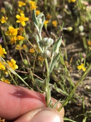 Micropus californicus