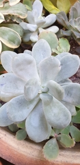 Pachyphytum oviferum