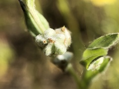 Micropus californicus