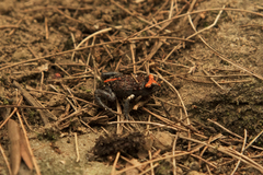 Pseudophryne australis