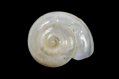 Eremarionta millepalmarum