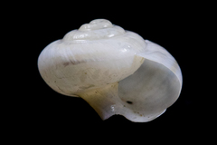Eremarionta millepalmarum