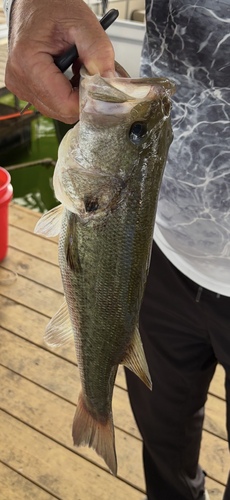 Largemouth Bass