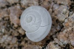Eremarionta millepalmarum
