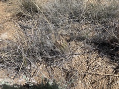 Echinomastus intertextus