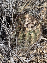 Echinomastus intertextus