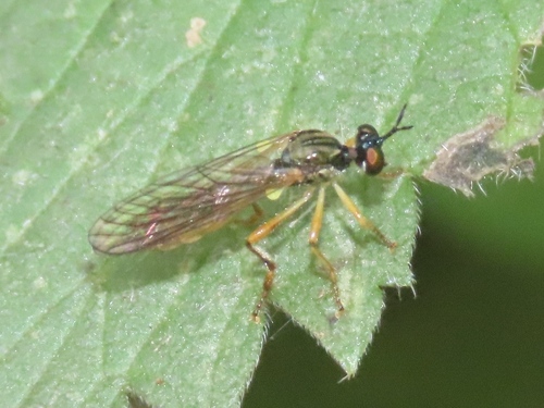 Small Yellow-legged Robber Fly, Voorschoten, Nederland, photo 6 of 10