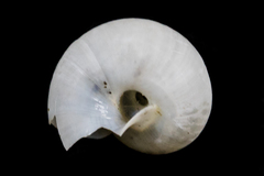 Eremarionta millepalmarum