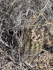 Echinomastus intertextus