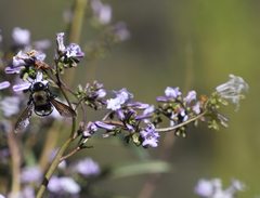 Xylocopa californica californica