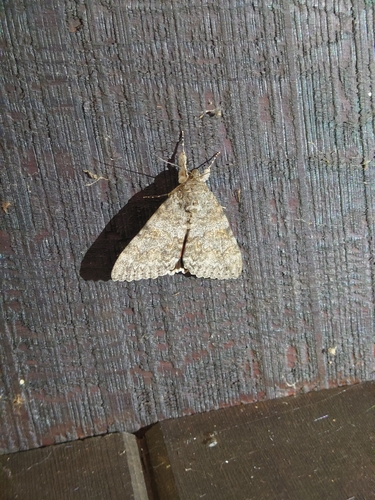 Joined Underwing Moth