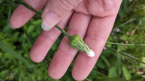 Hypochaeris chillensis, photograph 6