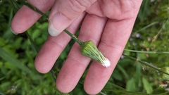Hypochaeris chillensis, photograph author not stated, no rights reserved
