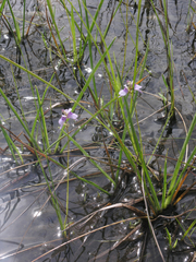 Utricularia caerulea