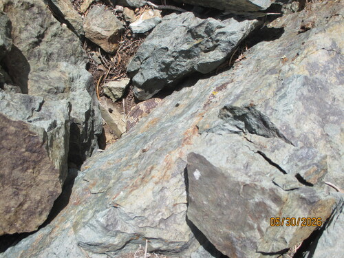 iNaturalist observation photo of Gopher Snake