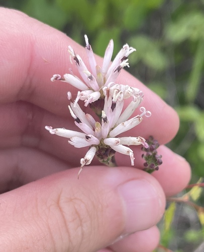 Palafoxia feayi, photograph 4