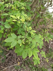 Vitex negundo