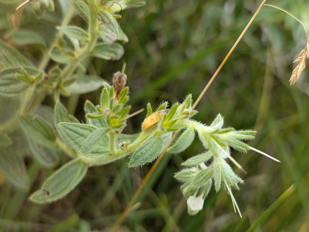 Lithospermum occidentale; photograph (c) Jeff Hansen, some rights reserved (CC BY)