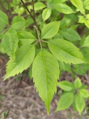 Vitex negundo