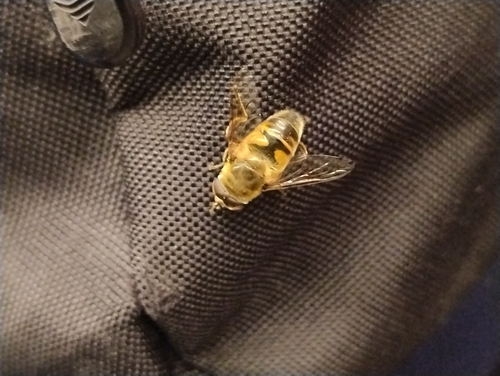 Common Drone Fly