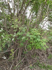 Vitex negundo
