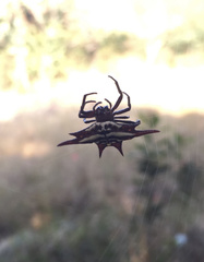 Gasteracantha versicolor